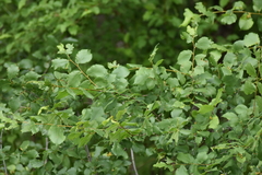 Ulmus laevis