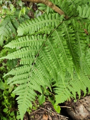Deparia okuboana