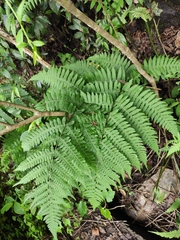 Deparia okuboana