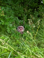 Allium