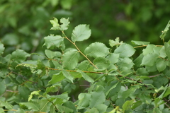 Ulmus laevis