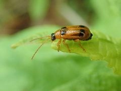 Phyllobrotica quadrimaculata