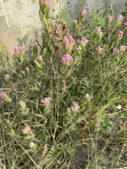 Castilleja rubra
