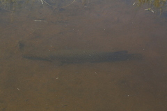 Atractosteus spatula