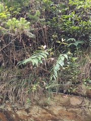 Polygonatum cyrtonema