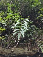Polygonatum cyrtonema