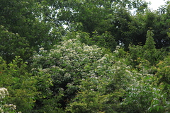 Jasminum lanceolarium