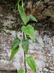 Cocculus orbiculatus
