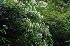 Jasminum lanceolarium