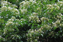 Jasminum lanceolarium