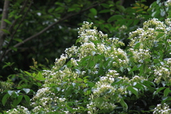 Jasminum lanceolarium