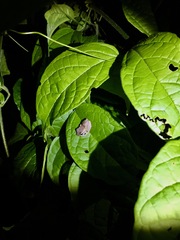 Diasporus