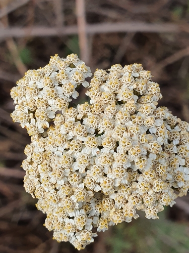 Ligurian yarrow (Achillea ligustica)