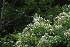 Jasminum lanceolarium