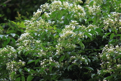 Jasminum lanceolarium