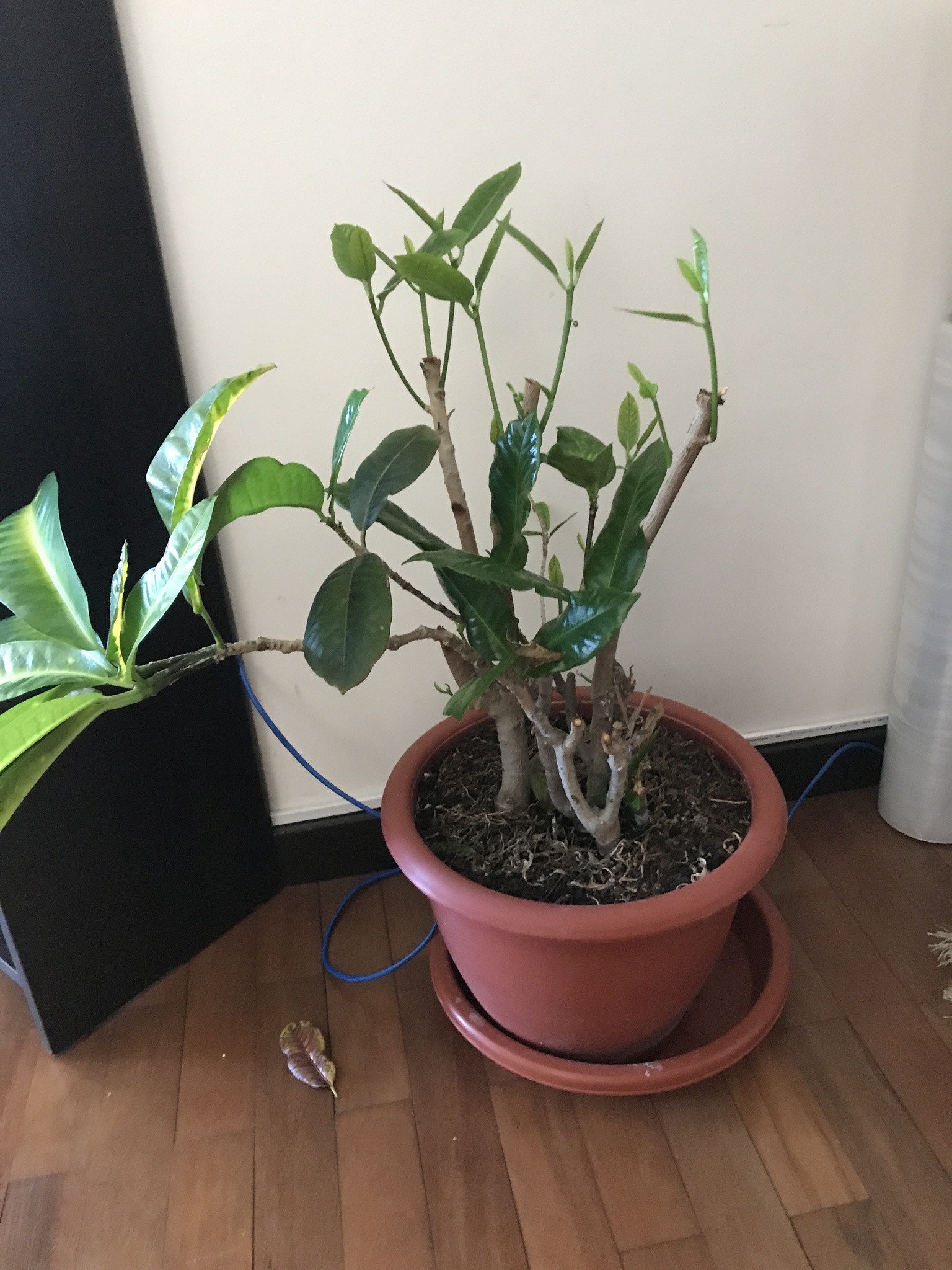 Croton