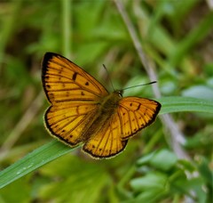 Lycaena edna