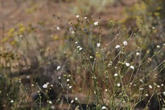 Pycnocomon rutifolium