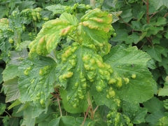 Hyperomyzus lactucae