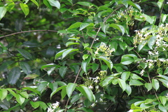 Jasminum lanceolarium