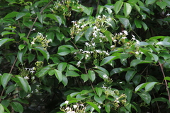 Jasminum lanceolarium