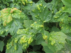 Hyperomyzus lactucae