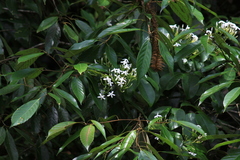 Jasminum lanceolarium