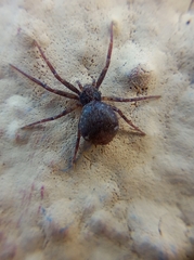 Pulchellodromus