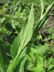 Hesperis matronalis voronovii