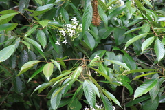 Jasminum lanceolarium