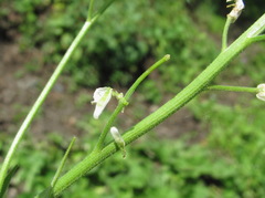 Hesperis matronalis voronovii