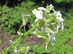 Hesperis matronalis voronovii
