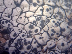 Lecanora oreinoides