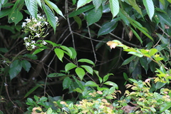 Jasminum lanceolarium