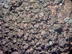 Lecanora pseudistera