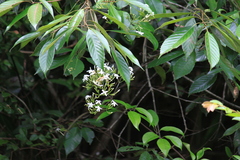 Jasminum lanceolarium