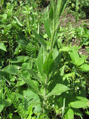 Hesperis matronalis voronovii