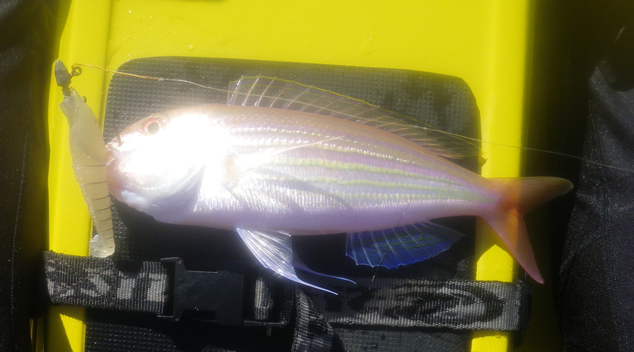 Theodore's Butterfly Bream photo 3