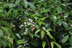 Jasminum lanceolarium
