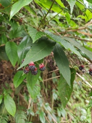 Rubus swinhoei
