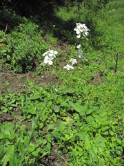 Hesperis matronalis voronovii