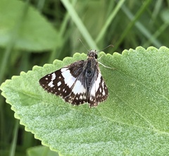 Heliopetes domicella