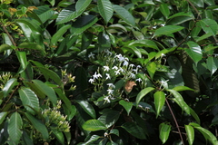 Jasminum lanceolarium