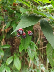 Rubus swinhoei