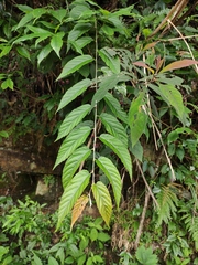 Rubus swinhoei