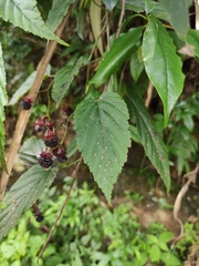 Rubus swinhoei