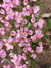 Centaurium