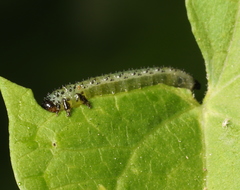 Sphacophilus cellularis