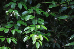 Jasminum lanceolarium