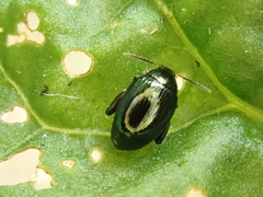 Psylliodes dulcamarae